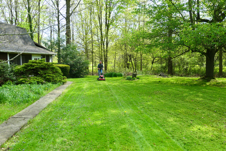 Man mowing front yard with push mower, tall trees behind
