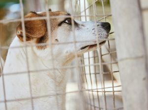 Rescue dog, cage and adoption at a shelter, abandoned pet and homeless at a place of safety. Sad, lost and puppy in an animal kennel waiting for a home, lonely and unhappy at the pound for pets
