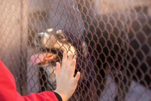 The child's hand touches the fence, the wicker fence of the animal shelter,
