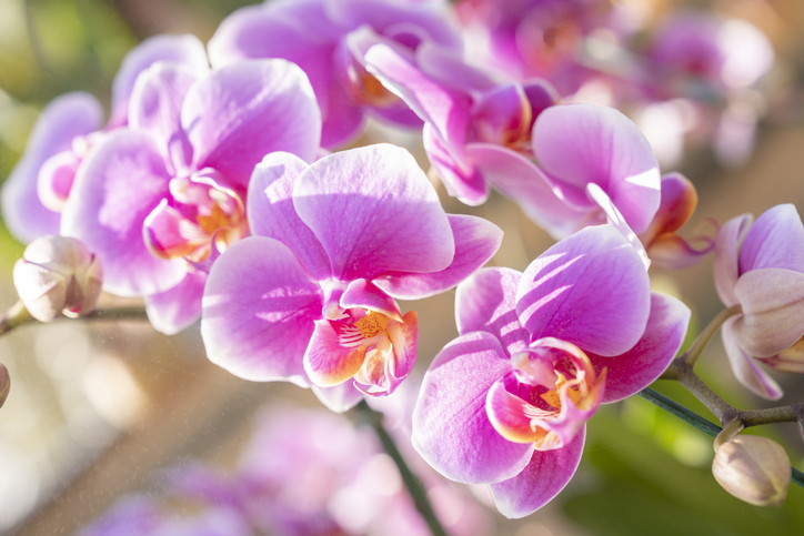 Close up the large magenta and white colored Phalaenopsis orchids in garden.