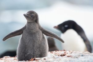 Image of Baby Penguin