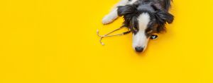 Puppy dog border collie and stethoscope isolated on yellow background Little dog on reception at veterinary doctor in vet clinic Pet health care and animals concept Banner,Romania
