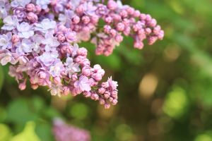 Beautiful double light pink lilac flowers
