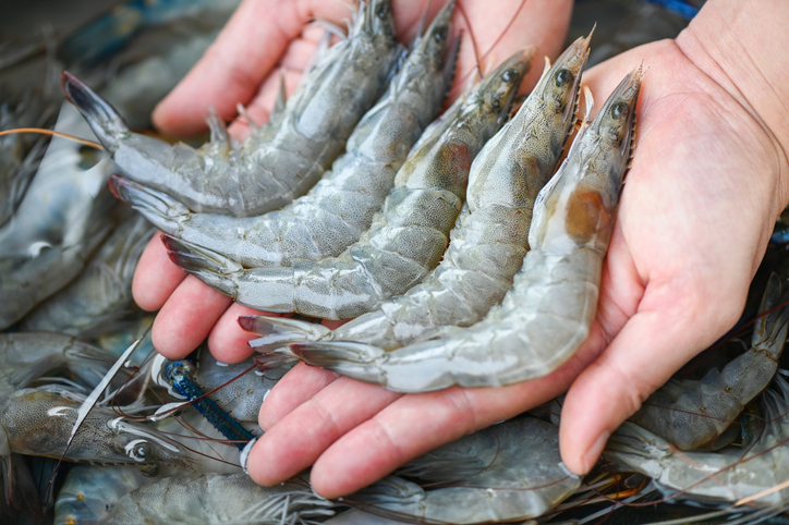 fresh shrimp prawns for cooking seafood food in the kitchen or buy shrimps on shop at the seafood market, white shrimp raw shrimps on hand washing shrimp on bowl