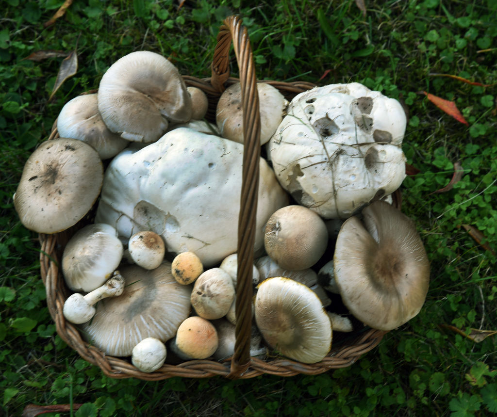 Mushrooming in Saxony, Germany