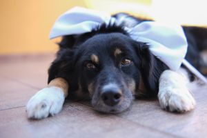 Cute Border collie with a white bow