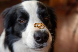 Will you marry me. Funny portrait of cute puppy dog border collie holding two golden wedding rings on nose, close up. Engagement, marriage, proposal concept.