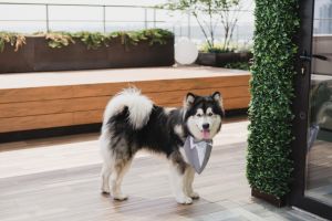 Funny and cute alaskan malamute dog at wedding dinner having fun with guests asking for food.