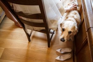 The cute dog and the wedding shoes
