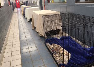 Image of Current Animal Care Services Situation