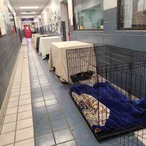 Image of Current Animal Care Services Situation