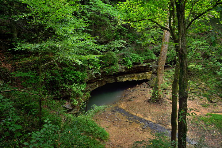 Trees growing in forest,United States,USA