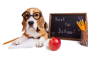 Back to school. A beagle dog with round glasses lies on a white isolated background