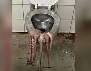 Dead Octopus in Columbus