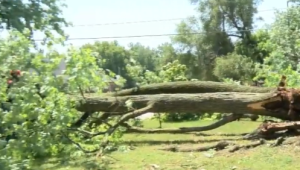 Tree Down from Thursday's Storm