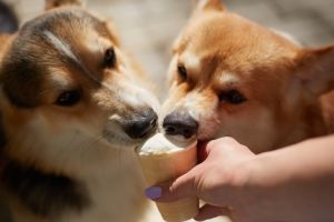 Couple of funny corgi dogs eating a treat from the owner's hand. Two young Pembroke Welsh Corgis licking an ice-cream