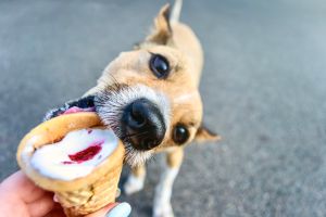 Portrait cute little dog eating vanilla ice cream with strawberry jam in waffle horn outdoors. Selective focus. Blurred urban background. Sunny hot summer day in the city, charming cute pets. Lifestyle photos. Good positive mood
