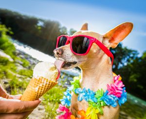 dog summer vacation licking ice cream
