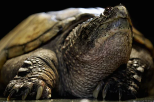 Snapping Turtle Hoax