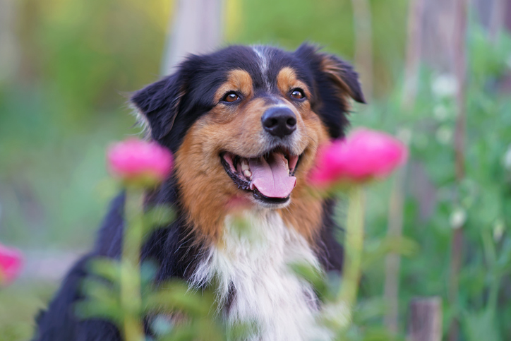 The portrait of an adorable happy tricolor Australian Shepherd dog posing outdoors with pink flowers in summer