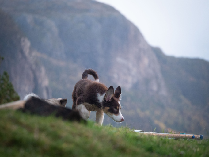 Puppy exploring nature
