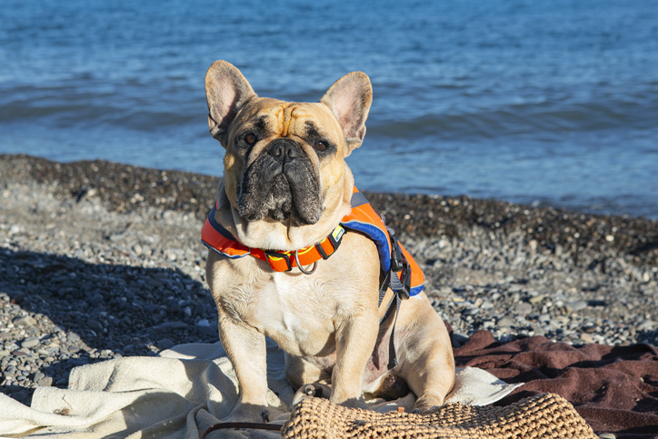 french bulldog on the seashore.