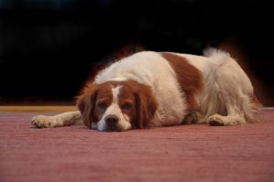 Epagneul Breton puppy lying on the floor