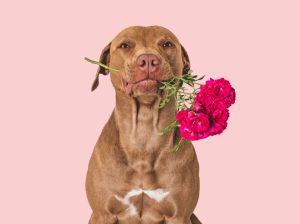 Cute brown puppy and bright flowers. Closeup