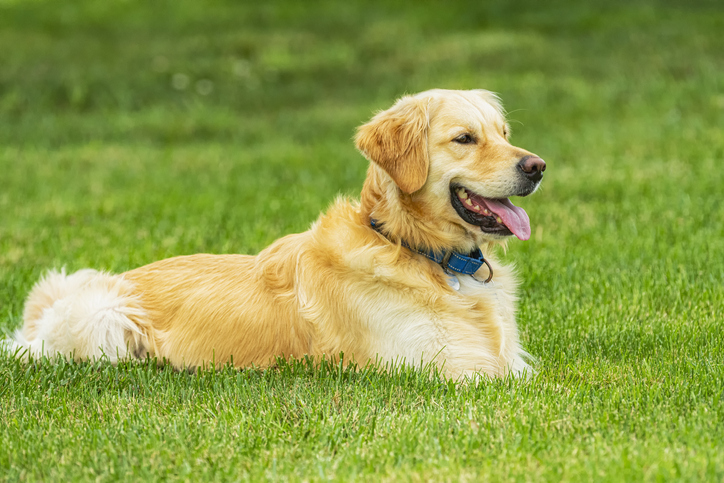A happy Golden Retriever lying in the grass