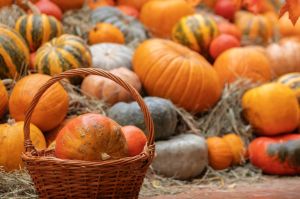 squash pile, halloween decorations,red orange pumpkin background, traditional seasonal holiday