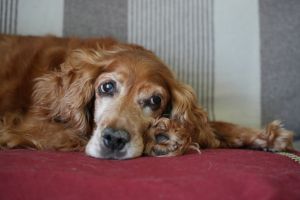 old cocker portrait