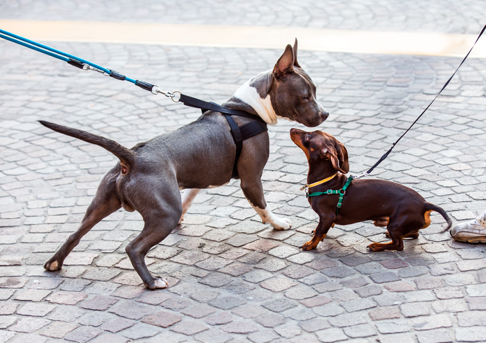 The meeting of two dogs with the leash on the street - Bologna, Italy