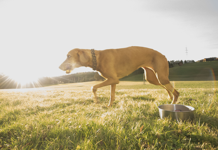 playing dogs feeling free