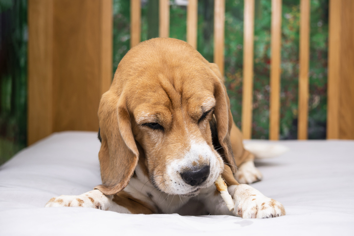 funny beagle dog eats a bone with meat