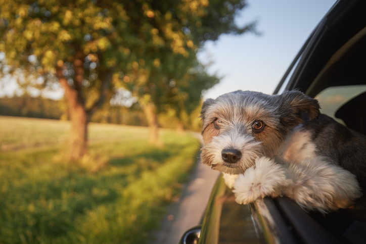 Happy lap dog enjoying summer road trip