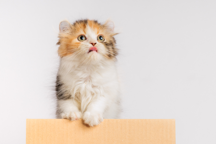 Adorable American Curl kitten climbing out of the box on white background.