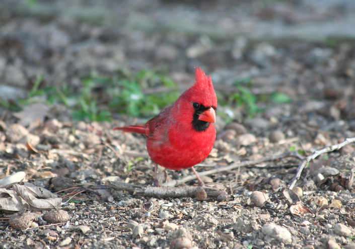 Cute Red Cardinal searching for food and posing at Local Park in Indianapolis, Indiana
