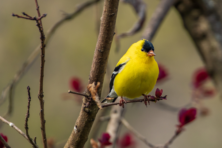 Close-up of american goldfinch perching on branch,Batesville,Indiana,United States,USA