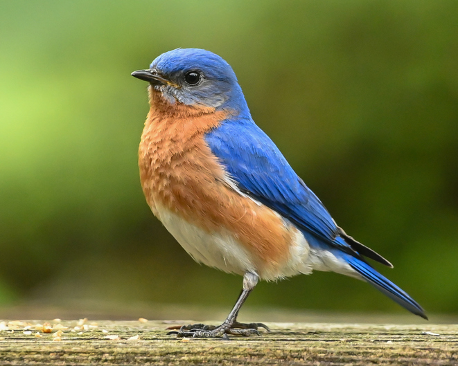 Close-up of songflycatcher perching on wood,Batesville,Indiana,United States,USA