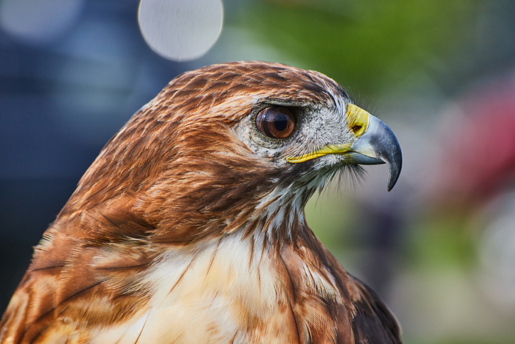 Head detail of Broad-winged Hawk bird with sharp beak.jpg