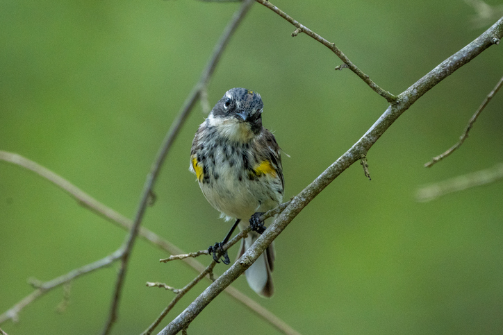 Yellow-rumped Warbler