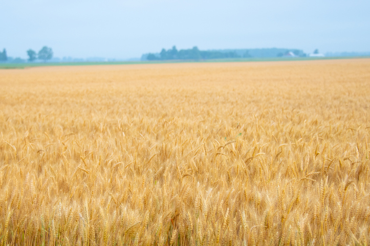 Wheat Field in early morning- Howard County, Indiana