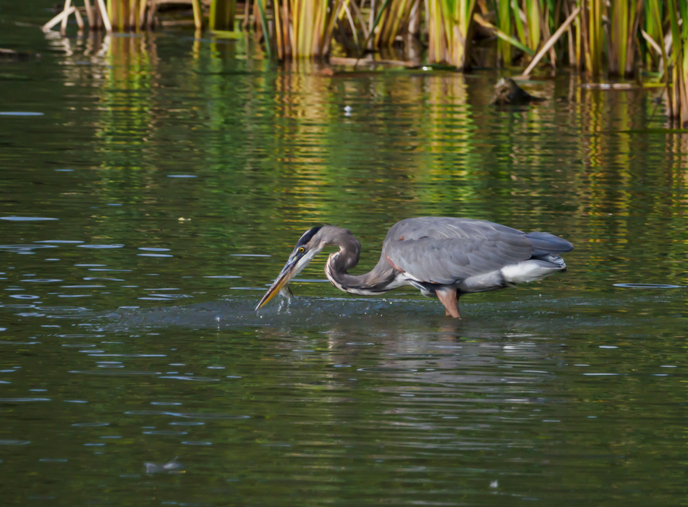 Closeup of a great blue heron (Ardea herodias) catching a fish in shallow water of Eagle Creek Park