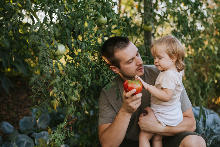 Little girl helping her dad pick tomatoes