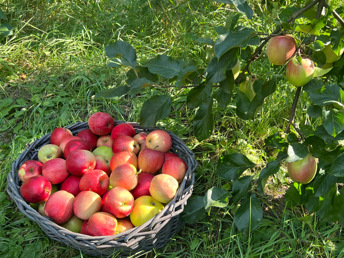 Harvest of apples in fruit orchard.