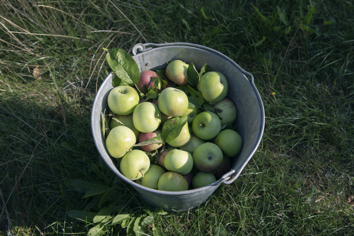 Metal bucket full of apple fruit, green grass background. Plenty of ripe apples in container, orchard harvest, organic gardening concept, self sufficient, permaculture lifestyle.