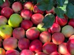 Apples fruits red ripe harvest.