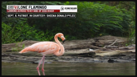 Flamingo in Ohio River