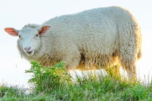 Funny Nordic sheep with grass in the mouth