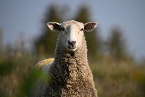 Close up of a Sheep